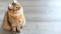 Majestic ginger Maine Coon cat with fluffy fur sitting on gray wooden floor, looking up with curious expression. Copy space for pet care and veterinary content.