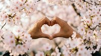 Hands forming heart shape against blooming cherry blossom tree background. Spring love concept for romantic greeting cards and seasonal campaigns.