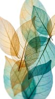 Translucent skeleton leaves in turquoise and golden yellow tones showing delicate vein patterns on white background for botanical design projects.
