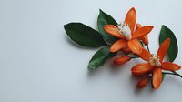 Vibrant orange blossoms with dark green leaves on light background, botanical composition for wellness, nature, and seasonal designs.
