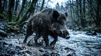 Wild boar foraging in snowy winter forest, dark fur against white snow, natural wildlife habitat, hunting season, European woodland animal behavior.