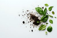 Fresh basil leaves scattered near dark soil on white background, minimalist food composition for organic gardening and cooking concepts.