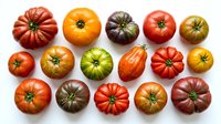 Colorful heirloom tomatoes collection featuring various shapes and sizes in red, orange, yellow, green and purple varieties isolated on white background.