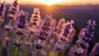 Purple lavender flowers blooming in field during golden sunset with warm light and mountain landscape background for aromatherapy and wellness concepts.