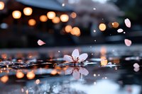 Delicate pink cherry blossom petal floating on calm water surface with warm bokeh lights creating romantic spring atmosphere and peaceful reflection.