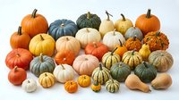 Colorful autumn pumpkins and gourds collection in various shapes, sizes and colors isolated on white background for seasonal harvest decoration.