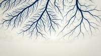 Abstract blue branching patterns resembling neural networks or tree branches on light background for scientific and educational materials.