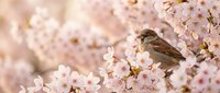 Small brown sparrow perched among delicate pink cherry blossom flowers in soft spring light creating peaceful nature scene for seasonal designs.