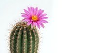 Blooming barrel cactus with vibrant pink flower on white background, isolated succulent plant for home decor and gardening projects.