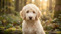 Adorable cream-colored goldendoodle puppy sitting outdoors in autumn forest with warm golden sunlight filtering through trees creating bokeh background.