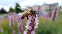 Honey bee collecting nectar from pink blazing star flower in summer garden, macro photography with soft bokeh background and detailed wing structure.