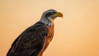 Majestic bald eagle portrait with detailed feathers against warm golden background, powerful raptor bird of prey in natural wildlife setting for nature photography.