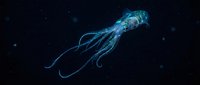 Bioluminescent jellyfish glowing with blue light floating gracefully in dark ocean depths with sparkling particles creating magical underwater atmosphere.