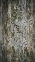 Weathered tree bark with moss and lichen growth showing natural texture patterns and organic surface details for nature backgrounds.
