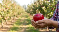 Farmer holding fresh red apple in orchard with rows of fruit trees in background, harvest season agriculture and organic farming concept.