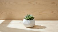 Small succulent plant in geometric white ceramic pot on wooden surface with natural sunlight and shadow.