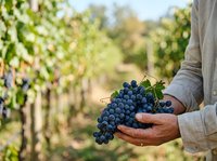 Farmer holding freshly harvested dark grapes in vineyard during harvest season, showcasing agricultural produce and winemaking ingredients for viticulture and farming industries.