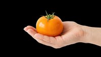 Fresh ripe orange tomato held in open palm on transparent background, ready for clipart, t-shirt design, print-on-demand products, stickers, and sublimation projects.