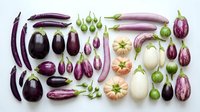 Colorful variety of fresh eggplants and vegetables arranged in organized rows on white background. Healthy organic produce collection for cooking.