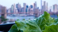 Fresh green leaf with water droplets against urban skyline and river backdrop, suitable for environmental, wellness, and sustainability marketing materials.