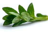 Fresh green oregano sprig with tender leaves on white background, macro view showing detailed texture and natural herb structure for culinary and cooking concepts.