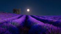 Vibrant purple lavender field rows stretching toward horizon under full moon in night sky, creating magical atmospheric landscape.