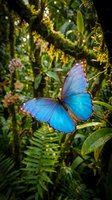 Vibrant blue morpho butterfly perched on moss-covered branch in lush tropical rainforest with ferns and epiphytes creating natural jungle habitat.
