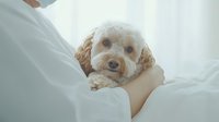 Adorable cream-colored Cockapoo puppy being held gently in owner's arms against soft white background, expressing comfort and trust in tender moment.