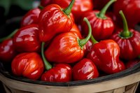 Fresh red habanero peppers in wicker basket. Spicy chili harvest for cooking, hot sauce production and culinary ingredients in organic farming market.