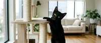 Black cat stretching on wooden cat tree in bright modern living room with natural light, sofa, and potted plants, suitable for pet care and home decor content.