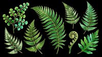 Fern leaves and fronds isolated on transparent background, ready for clipart, t-shirt design, stickers, sublimation, and print-on-demand projects.