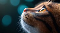 Close-up portrait of orange tabby cat looking upward with dramatic lighting and bokeh background creating peaceful contemplative mood for pet care designs.