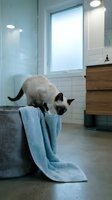 Siamese cat stretching over gray fabric chair with blue towel in modern bathroom with tile walls, window light, and wooden vanity.