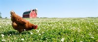 Red hen pecking in green pasture with traditional red barn in background on sunny farm day for agricultural and rural lifestyle concepts.