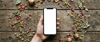 Hand holding smartphone with blank white screen surrounded by colorful autumn leaves, nuts and berries on rustic wooden background for mockup designs.