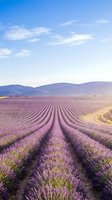 Vast lavender field with purple blooms in neat rows stretching toward distant mountains under clear blue sky with wispy clouds. Agricultural landscape ideal for travel, nature, and farming themes.