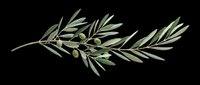 Olive branch with green leaves and small olives, isolated on transparent background, ready for t-shirt design, stickers, clipart, sublimation, and print on demand use.