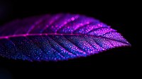 Macro photography of leaf covered in water droplets glowing with vibrant purple and blue neon colors against dark background, creating magical nature effect.