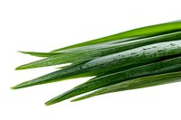 Fresh wet pandan leaves with water drops isolated on white background, aromatic cooking ingredient used in Asian cuisine and natural food coloring.