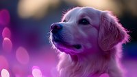 Golden retriever puppy portrait with dreamy purple bokeh lights background for pet photography and animal lover designs.