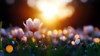 Delicate pink flowers blooming in soft golden sunlight with warm bokeh lights creating dreamy spring garden atmosphere for nature and wellness content.
