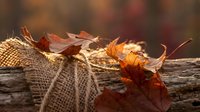 Autumn maple leaves in wicker basket with burlap bow on rustic wooden surface. Seasonal harvest decoration for fall crafts and home decor projects.