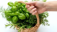 Fresh herbs in wicker basket held by hand on white background. Basil, dill, thyme and rosemary for cooking and culinary use isolated.