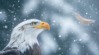 Majestic bald eagle head close-up portrait in winter snowfall, showing sharp yellow beak and piercing eye against blurred snowy background.