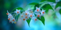 Delicate white flowers with orange centers on green branch against blurred blue-green background, creating serene natural atmosphere for botanical designs.