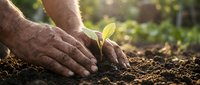 Close-up of mature male hands planting young seedling in rich soil outdoors, symbolizing growth, agriculture, and environmental stewardship for gardening and sustainability projects.