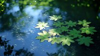 Green maple leaves floating on tranquil water surface with blue sky reflections, creating serene natural pond scene for environmental concepts.