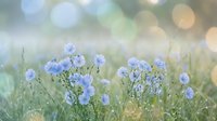 Delicate blue wildflowers blooming in soft morning light with dreamy bokeh background creating peaceful natural meadow scene for wellness and spring content.