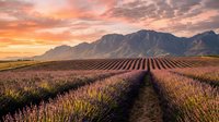 Lavender field rows stretching toward dramatic mountains under golden sunset sky. Agricultural landscape with purple flowers in organized cultivation pattern.