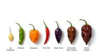Hot pepper variety collection showing colorful chili peppers from mild to extremely spicy heat levels arranged in row on white background for cooking.